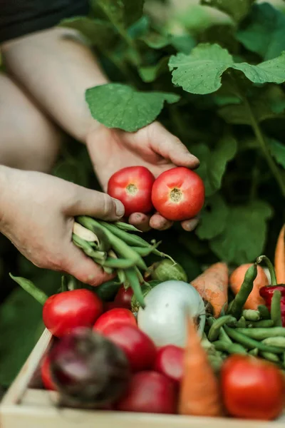 Wanita Mengumpulkan Sayuran Matang Kebun Stok Foto Bebas Royalti