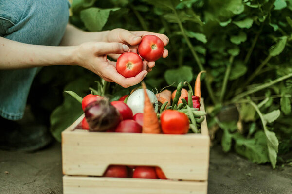 Woman Gathering Ripe Vegetables Garden Stock Photo