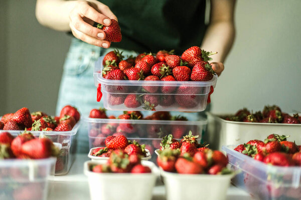 Woman Gathering Ripe Strawberries Garden Stock Picture