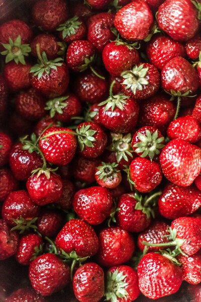 Woman Gathering Ripe Strawberries Garden Stock Picture