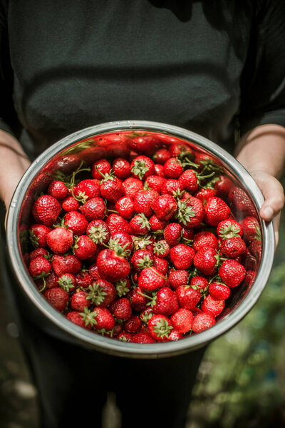 Woman Gathering Ripe Strawberries Garden Royalty Free Stock Photos
