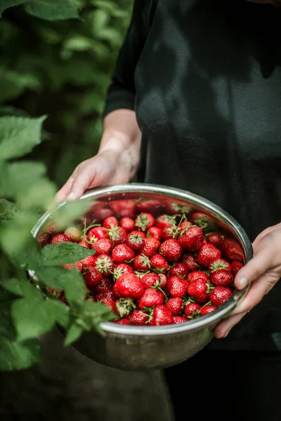 Woman Gathering Ripe Strawberries Garden Stock Picture