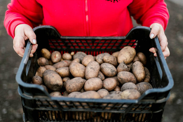 Woman Gathering Ripe Potatoes Garden Stock Picture