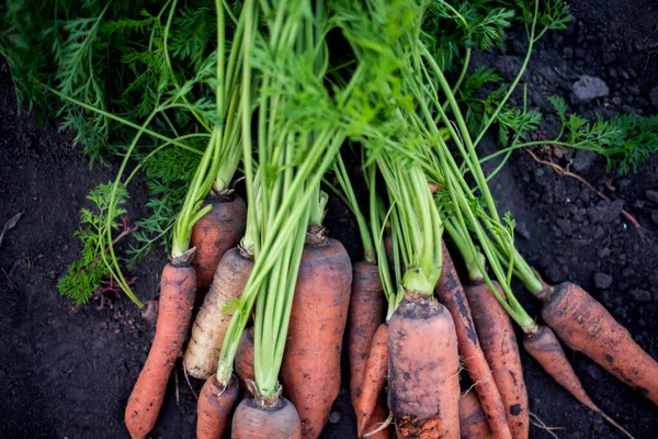 Woman Gathering Ripe Carrots Garden Stockbild