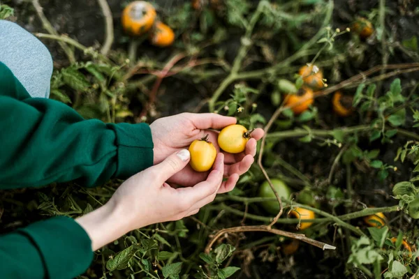 Woman Gathering Ripe Pepper Tomatoes Garden Imagine de stoc