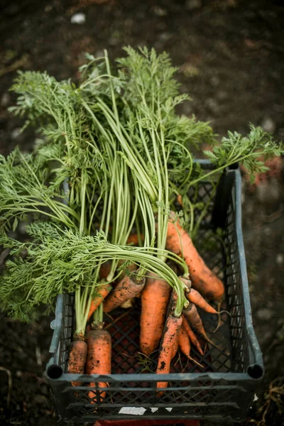 Woman Gathering Ripe Carrots Garden Stock Image