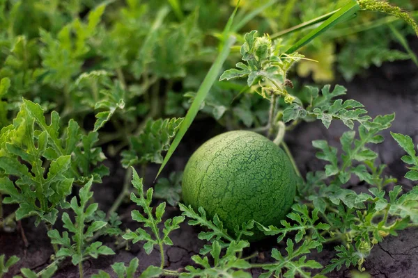 Vrouw Verzamelt Rijpe Watermeloen Tuin Stockfoto