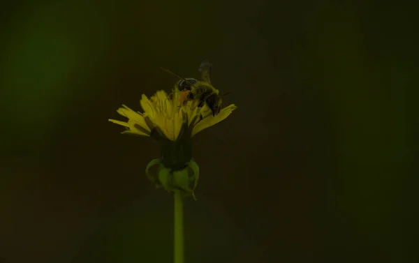 Пчела Желтом Цветке Макро — стоковое фото