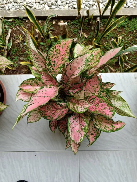 Top View Aglaonema Wanita Valentine Rumpun Dalam Panci Yang Indah — Stok Foto