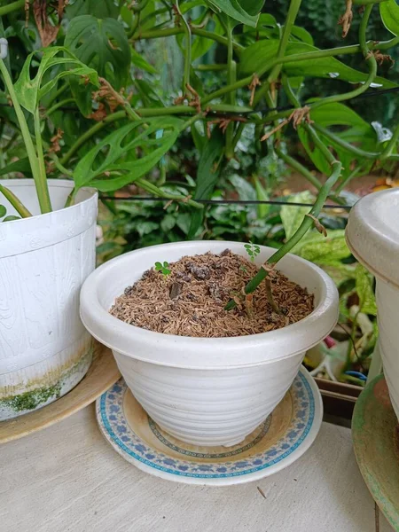 White Potted Plants Dengan Tanah Daur Ulang Dan Biji Coklat — Stok Foto