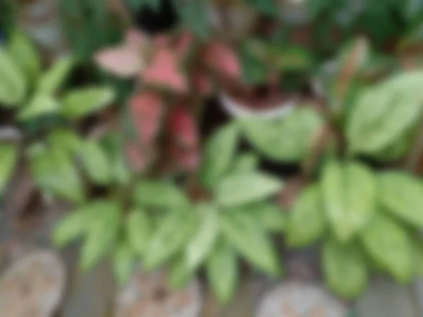 Defocused Green Leaves Potted Plants Garden Background Image Tanaman Hijau — Stok Foto