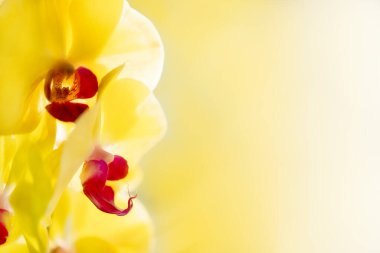 Sarı orkide, evde rahatlık yaratmak için güzel kokulu bir çiçek. Çiçek. Soyut doğal arkaplan. Seçici odak.
