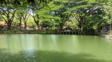 Büyük ağaçlarla çevrili yeşil bir su havuzunun güzel ve rahatlatıcı manzarası.. 