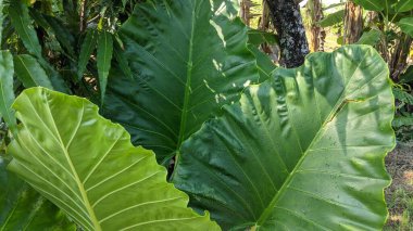 Sente bitkisinin bilimsel adı Alocasia macrorrhiza (L.) G. Don. Bu bitki ateş düşürücü, iltihap önleyici ve şişkinlik giderici olarak etkilidir..