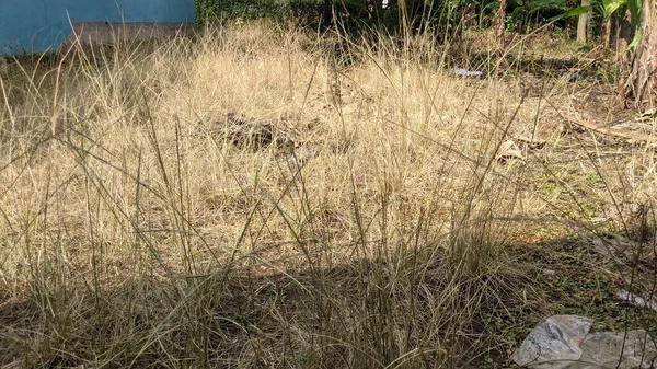 Dry grass in the yard and in the sun. The grass is yellow.