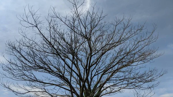 Drzewo Opadłymi Liśćmi Tle Błękitnego Nieba Białych Chmur — Zdjęcie stockowe