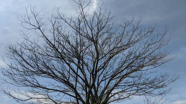 Tree Fallen Leaves Background Blue Sky White Clouds — Stock Photo, Image