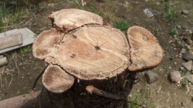 Gerçek ağaç gövdelerinden eşsiz dizayn sandalyeleri..