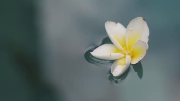 Zbliżenie Zdjęcie Kwiatu Jaśminu Który Unosi Się Wodzie Basenu — Wideo stockowe