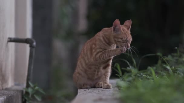 Gato Laranja Está Lambendo Suas Pernas Corpo Com Primeiro Plano — Vídeo de Stock