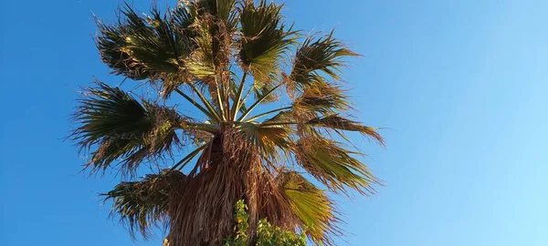 在蓝天的映衬下一棵棕榈树的顶部与世隔绝 — 图库照片