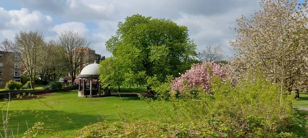 Tewit Well Zwerfhond Harrogate Voorjaar Bloeiende Noord Yorkshire Engeland — Stockfoto