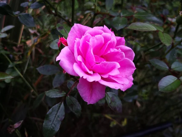 English Pink Rose Isolated — Stock Photo, Image