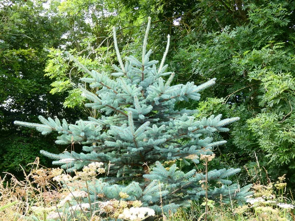 Pine Träd Julgran Isolerad — Stockfoto