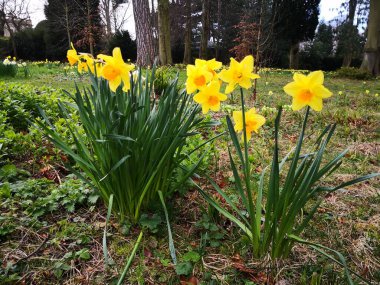 Nergisler bahçede yalıtılmış ilkbahar