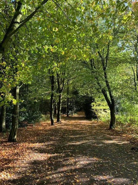 Arbres Verts Forêt Campagne Anglaise Angleterre — Photo