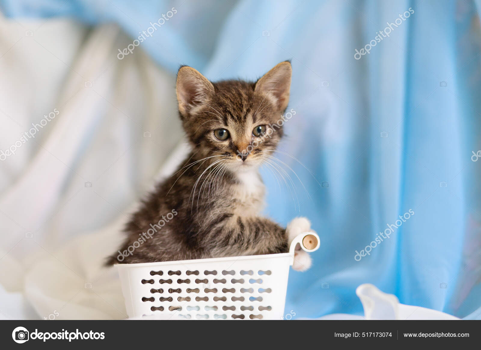Hay un gato tabby debajo de la barandilla de hierro. Houtong Cat Village. Recomendado por CNN como uno de los seis mejores lugares de observación de gatos en el mundo. Nuevo Taipe Fotografía de stock