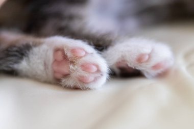 Uyuyan bir kediye yaklaş.