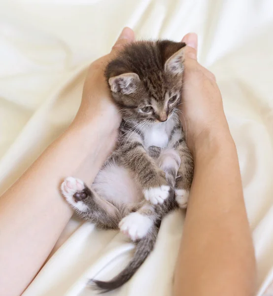 Little Fluffy Cat Animal Portrait Cute Image Tabby Cat Looks — Stock Photo, Image