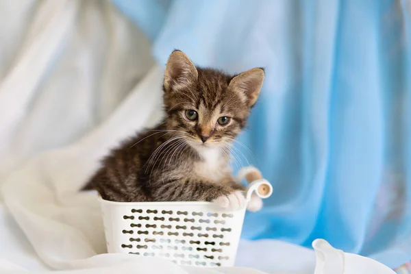 Pequeno Gato Fofo Retrato Animal Imagem Fofa Gato Tabby Que — Fotografia de Stock
