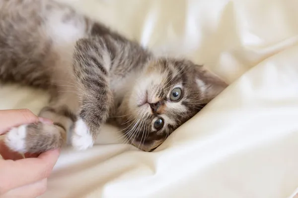 Kleine Pluizige Kat Dier Portret Schattig Beeld Tabby Kat Die — Stockfoto