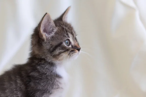 Little Fluffy Cat Animal Portrait Cute Image Tabby Cat Looks — Stock Photo, Image