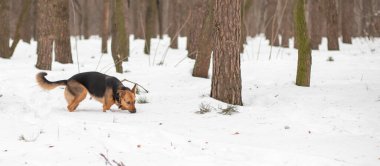 Karda oynayan Alman çoban köpeği.
