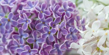 Güzel Leylak Çiçeklerinin Kapanışı 