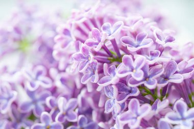 Güzel Leylak Çiçeklerinin Kapanışı 