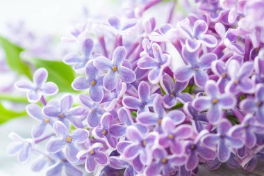 Güzel Leylak Çiçeklerinin Kapanışı 