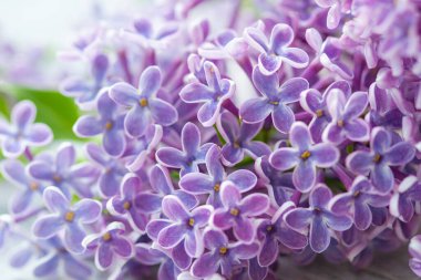 Güzel Leylak Çiçeklerinin Kapanışı 