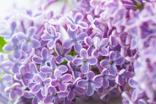 Güzel Leylak Çiçeklerinin Kapanışı 