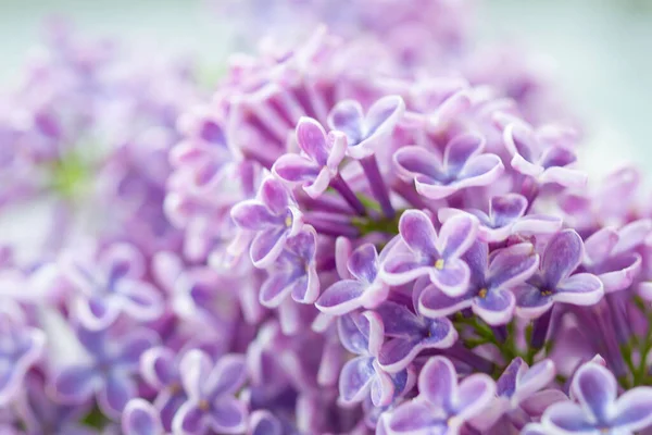 Güzel Leylak Çiçeklerinin Kapanışı 