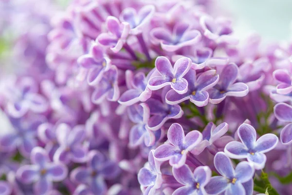 Güzel Leylak Çiçeklerinin Kapanışı 