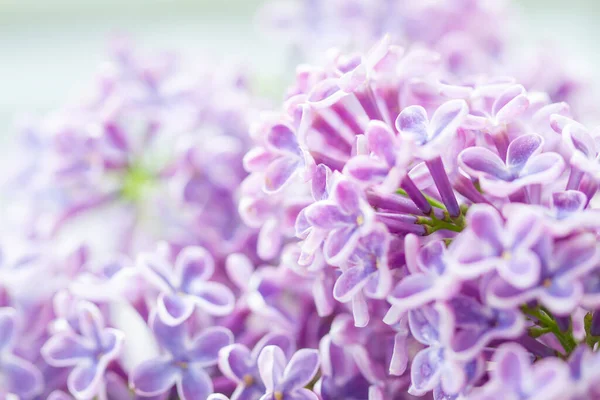 Güzel Leylak Çiçeklerinin Kapanışı 