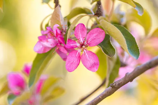 Bahçede çiçek açan güzel pembe elma çiçekleri