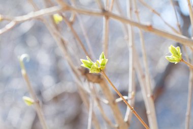 Ağaç dallarında bahar yaprakları