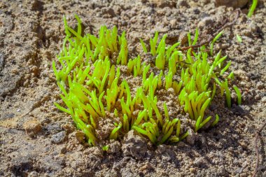 Bahçedeki genç yeşil bitkiler