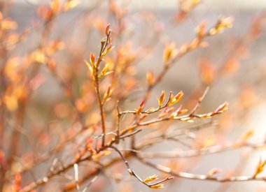 Yapraklar bahçede dalda 