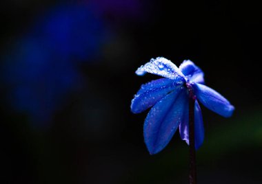 Bahçedeki güzel mavi çiçek 
